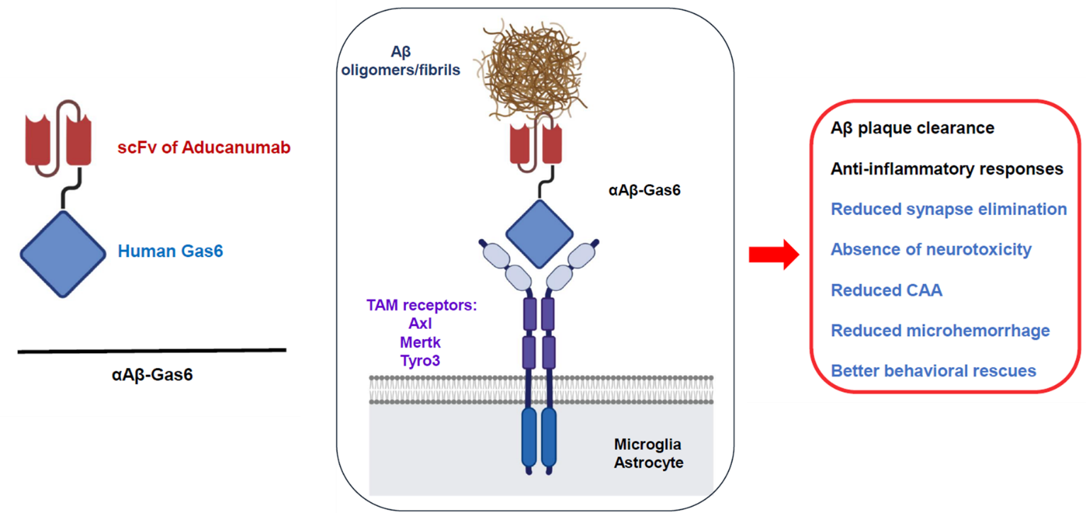 Anti Inflammatory Clearance Of Amyloid By A Chimeric Gas Fusion